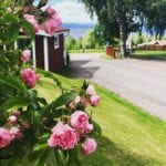 Rosor utanför hotellet i Tällberg
